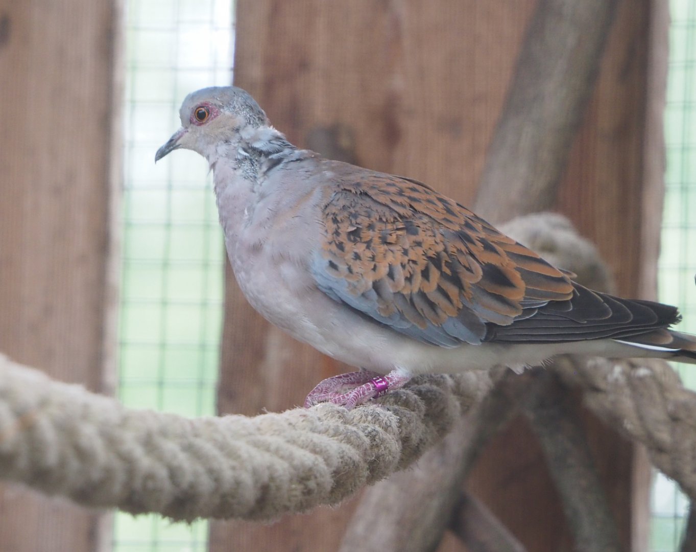 European turtle dove (Streptopelia turtur turtur), 2022-05-17