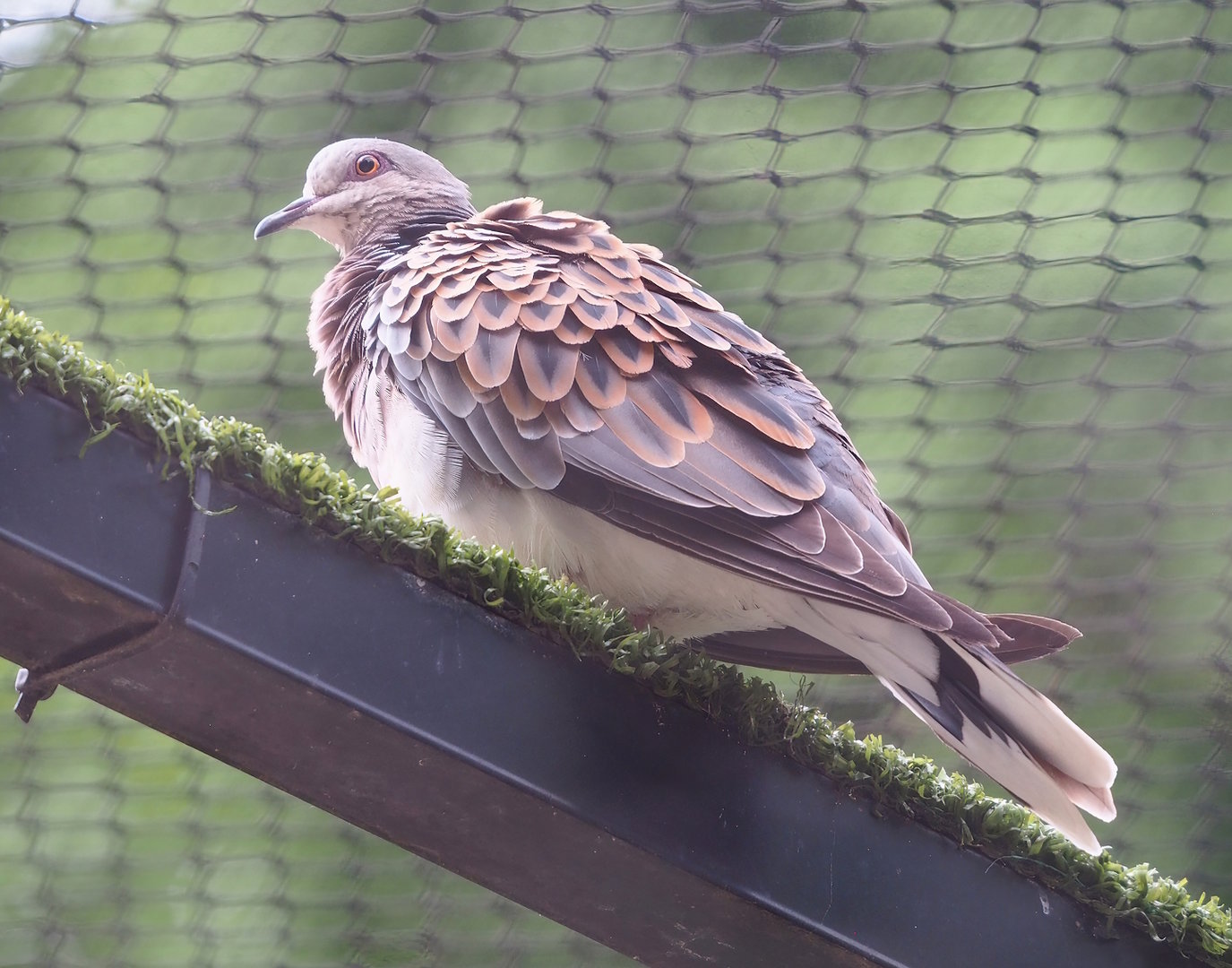 European turtle dove (Streptopelia turtur turtur), 2022-07-10