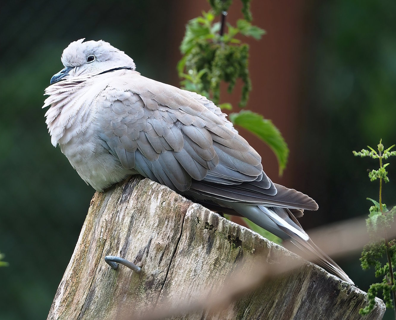 European turtle dove (Streptopelia turtur turtur), 2022-08-20