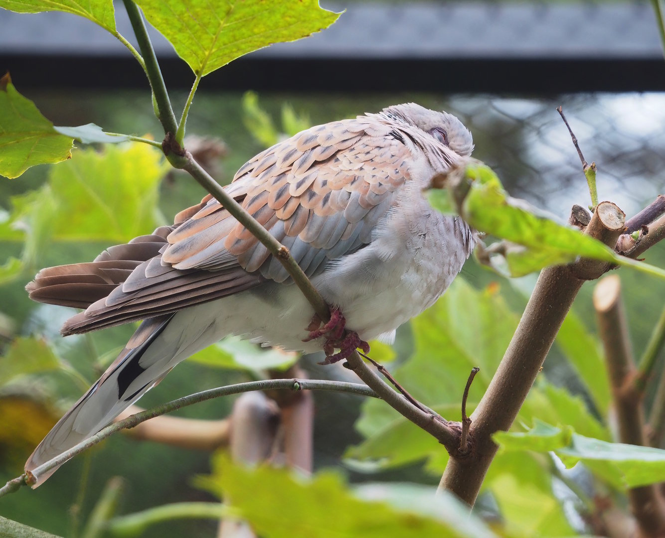 European turtle dove (Streptopelia turtur turtur), 2022-10-29