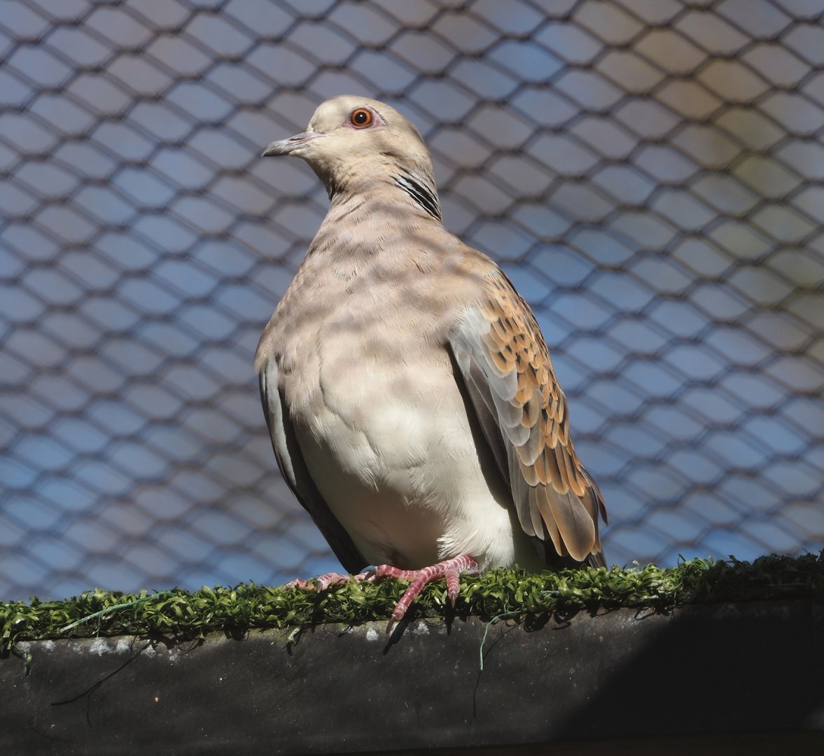 European turtle dove (Streptopelia turtur turtur), 2024-03-09