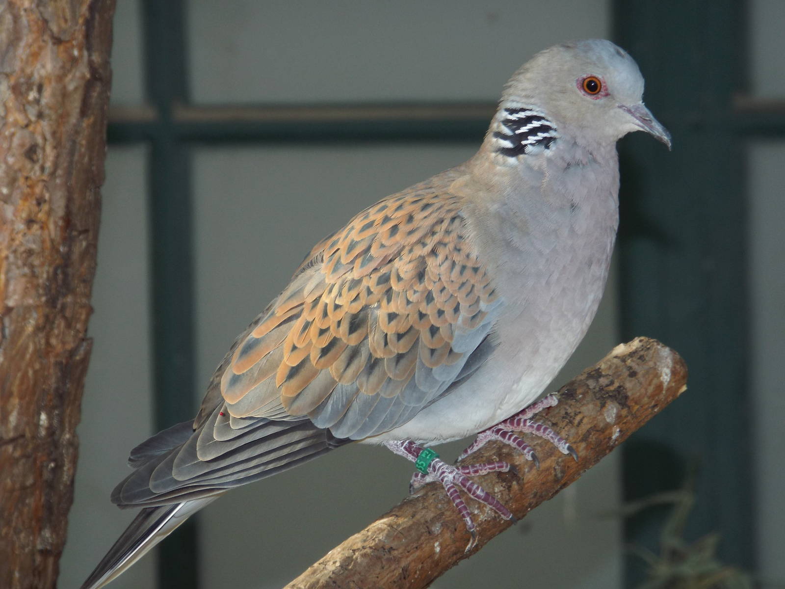 European Turtle Dove (Streptopelia turtur turtur) at Wilhelma - April 10th