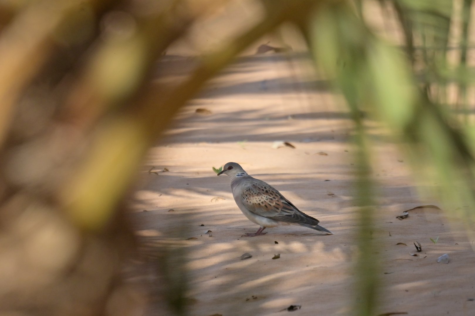 European Turtle-Dove Streptopelia turtur