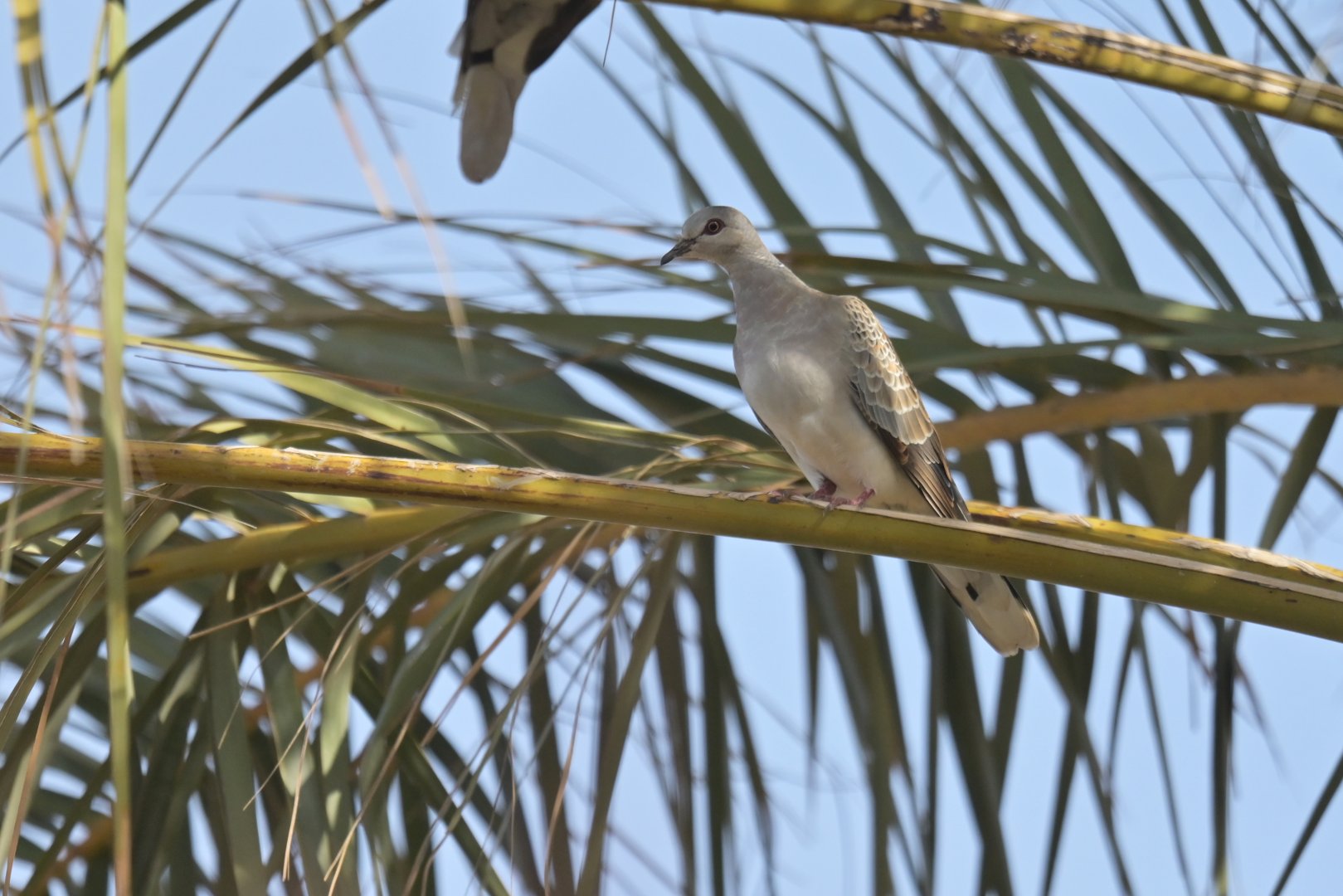European Turtle-Dove Streptopelia turtur