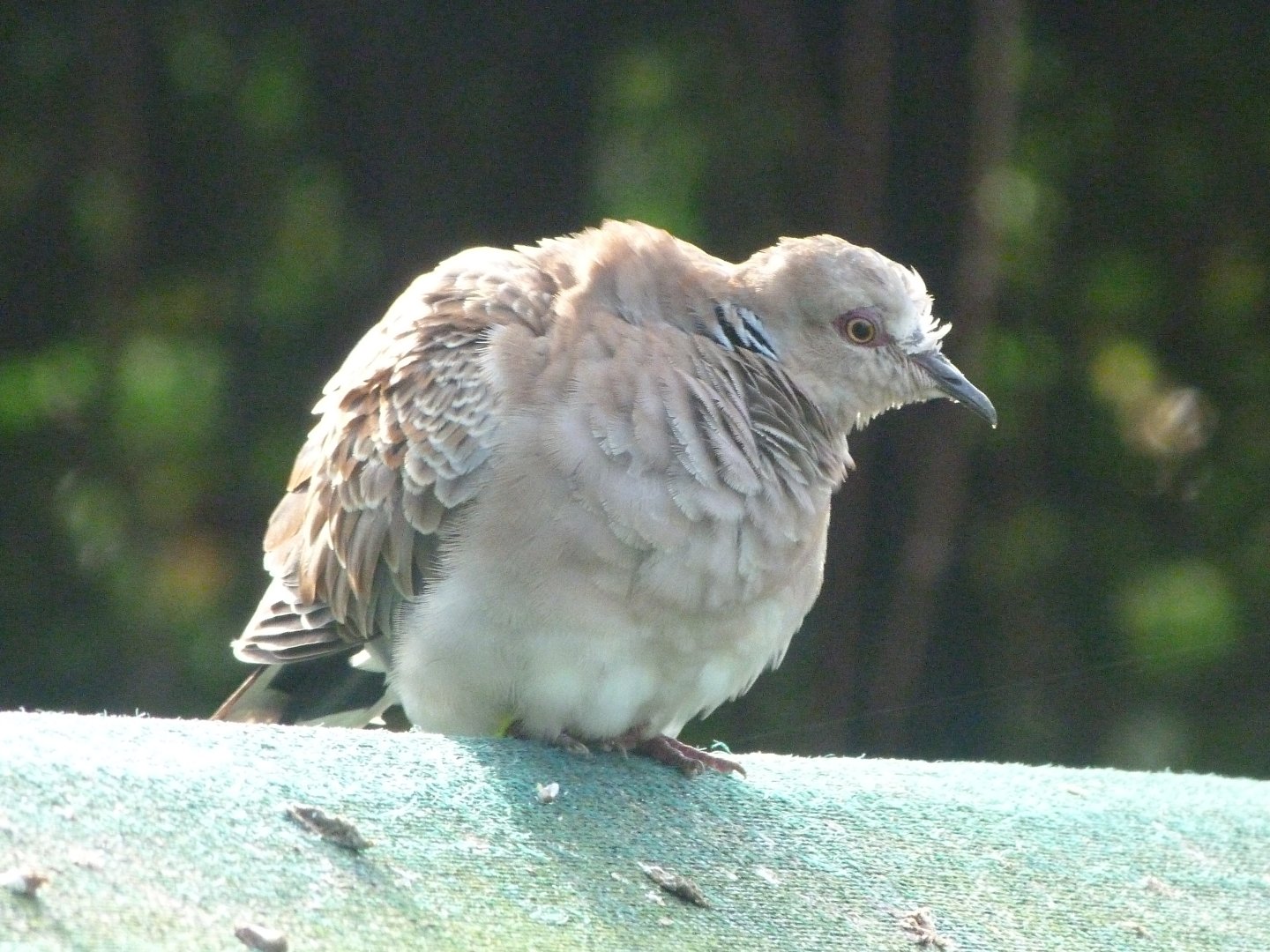European turtle dove -Zoo de Santillana del Mar (2024)