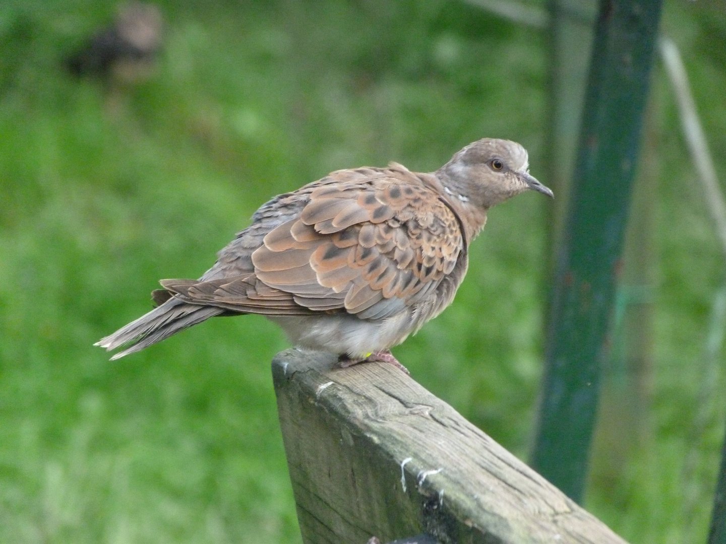 European turtle dove -Zoo de Santillana del Mar (2024)