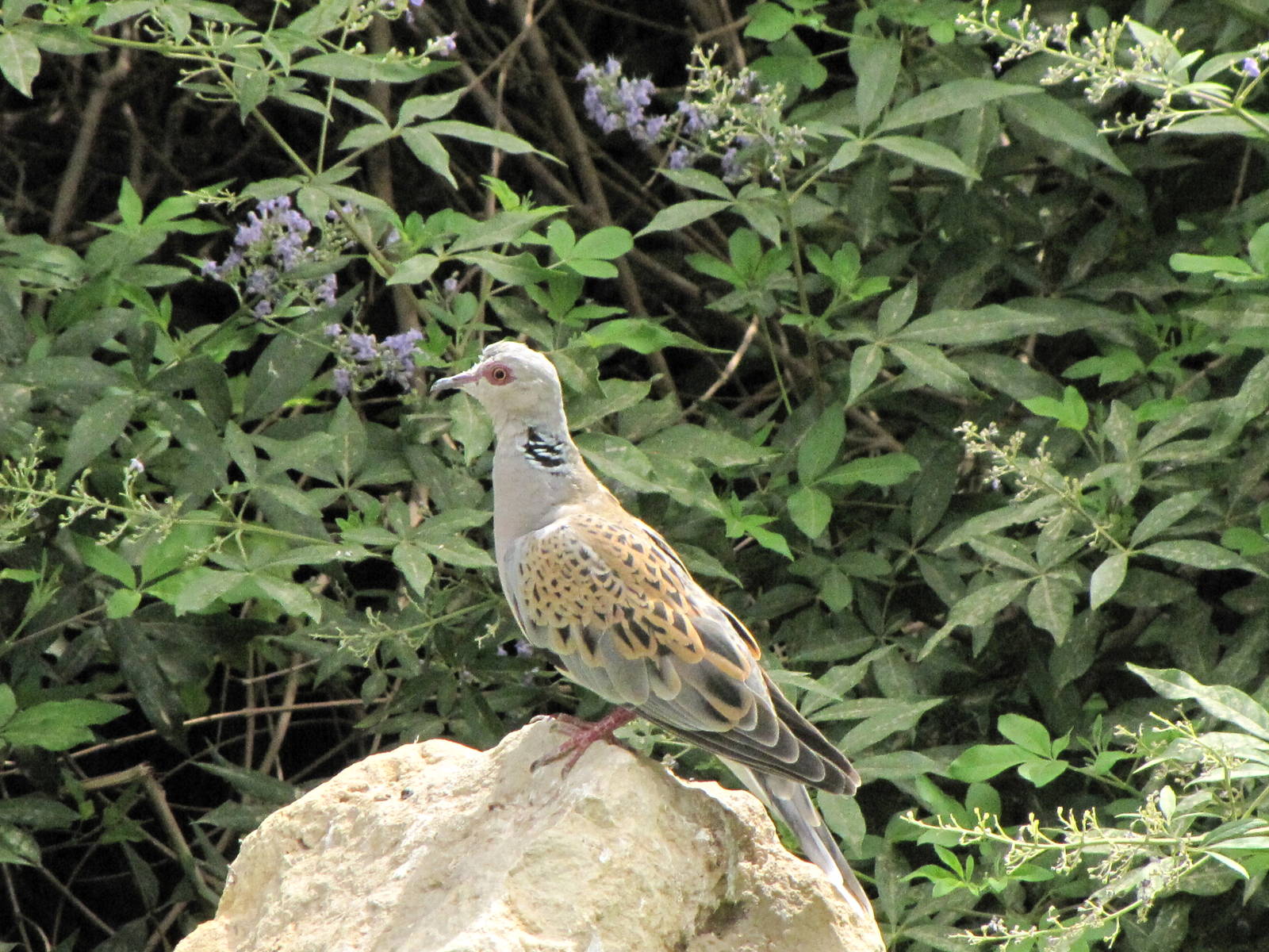 European turtle dove