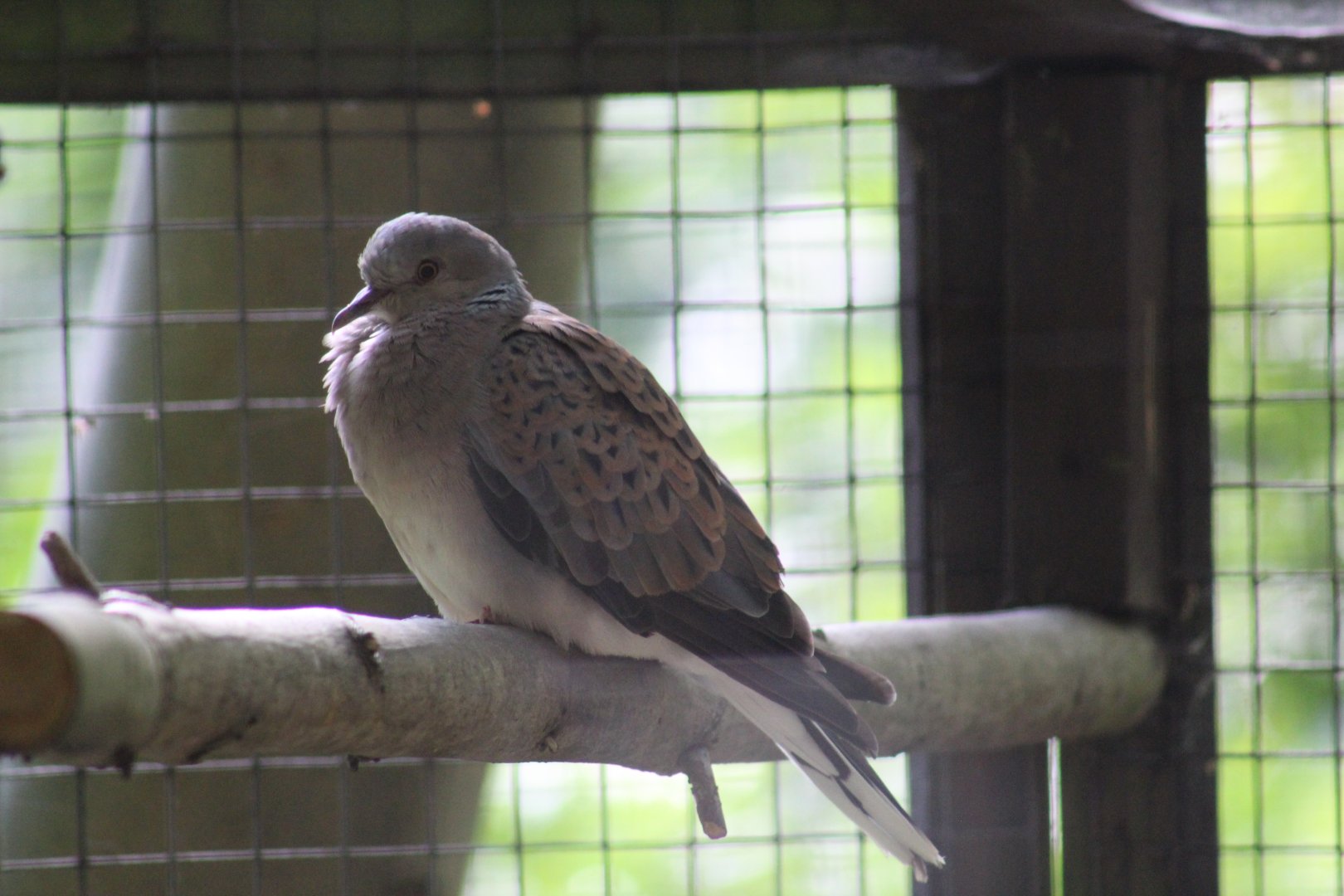 European Turtle-Dove