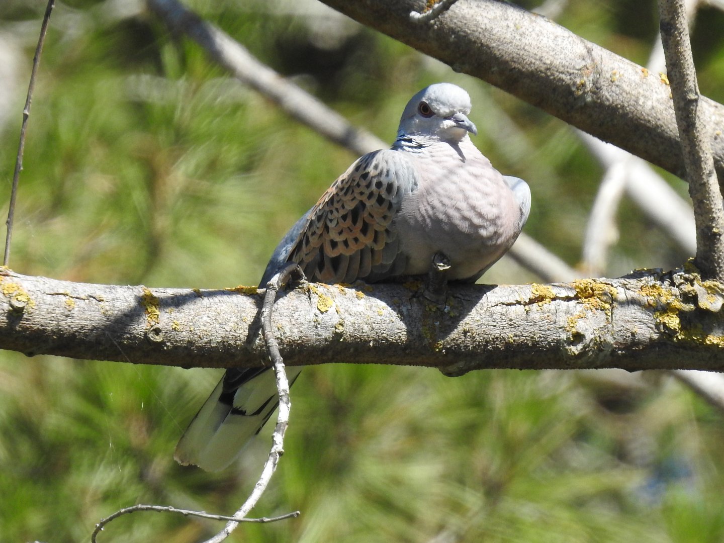 European Turtle Dove