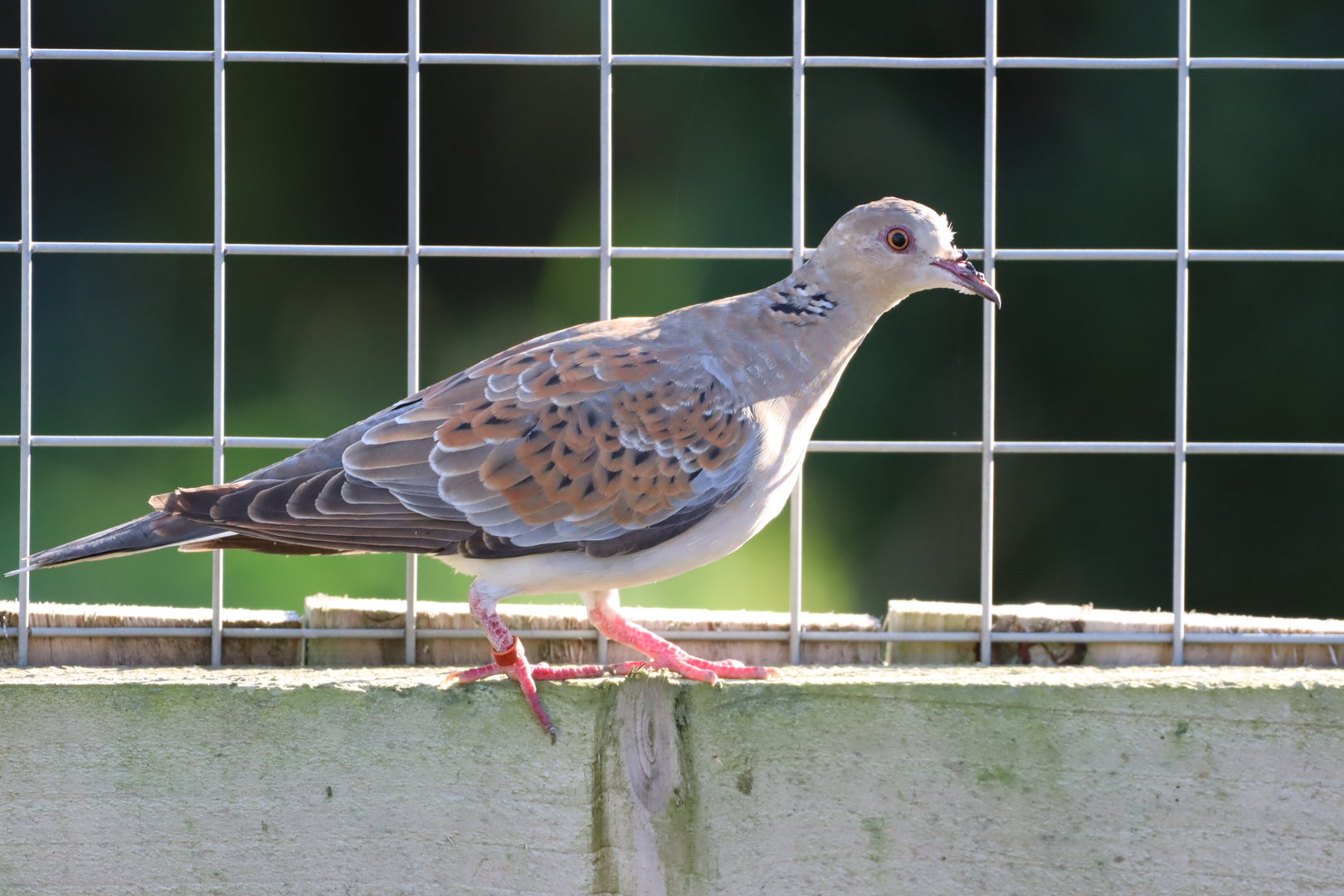 European Turtle Dove