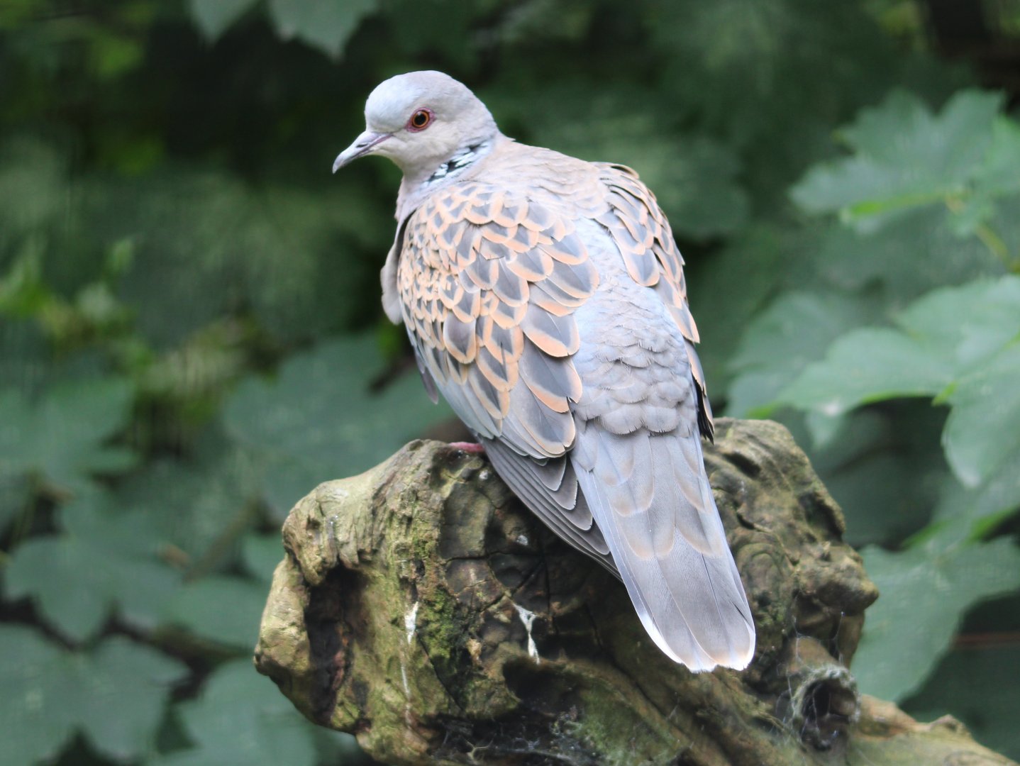 European turtle dove