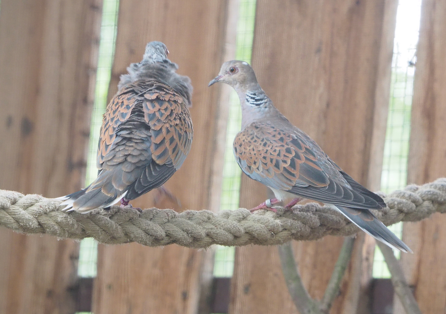 European turtle doves (Streptopelia turtur turtur), 2022-05-17