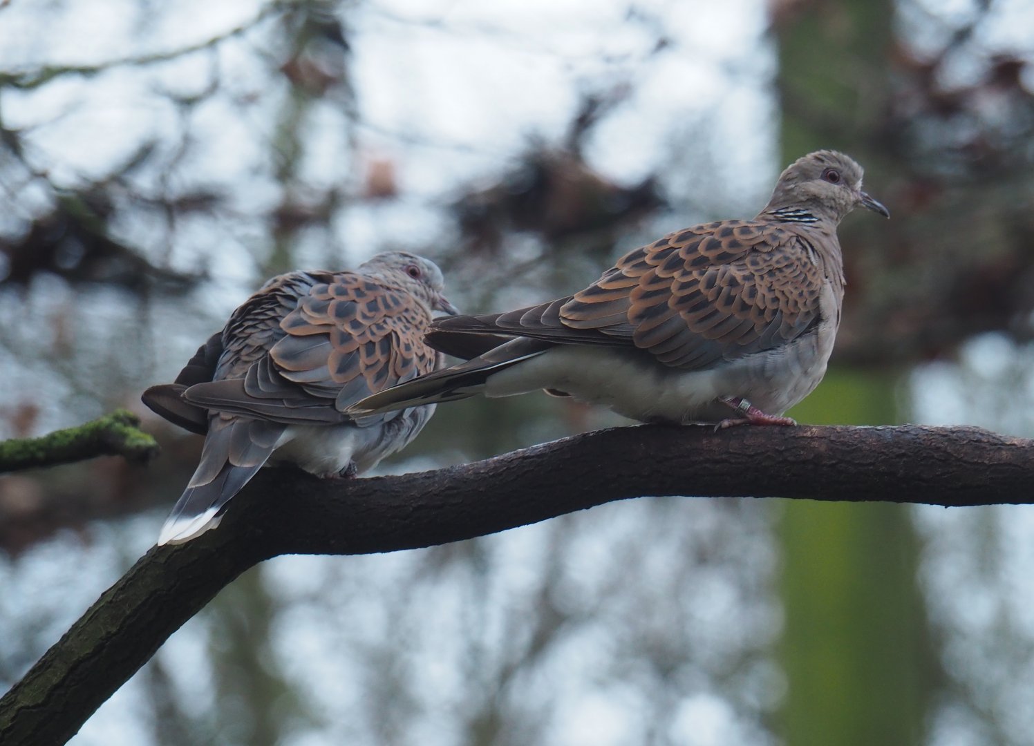 European turtle doves (Streptopelia turtur turtur), 2024-01-01