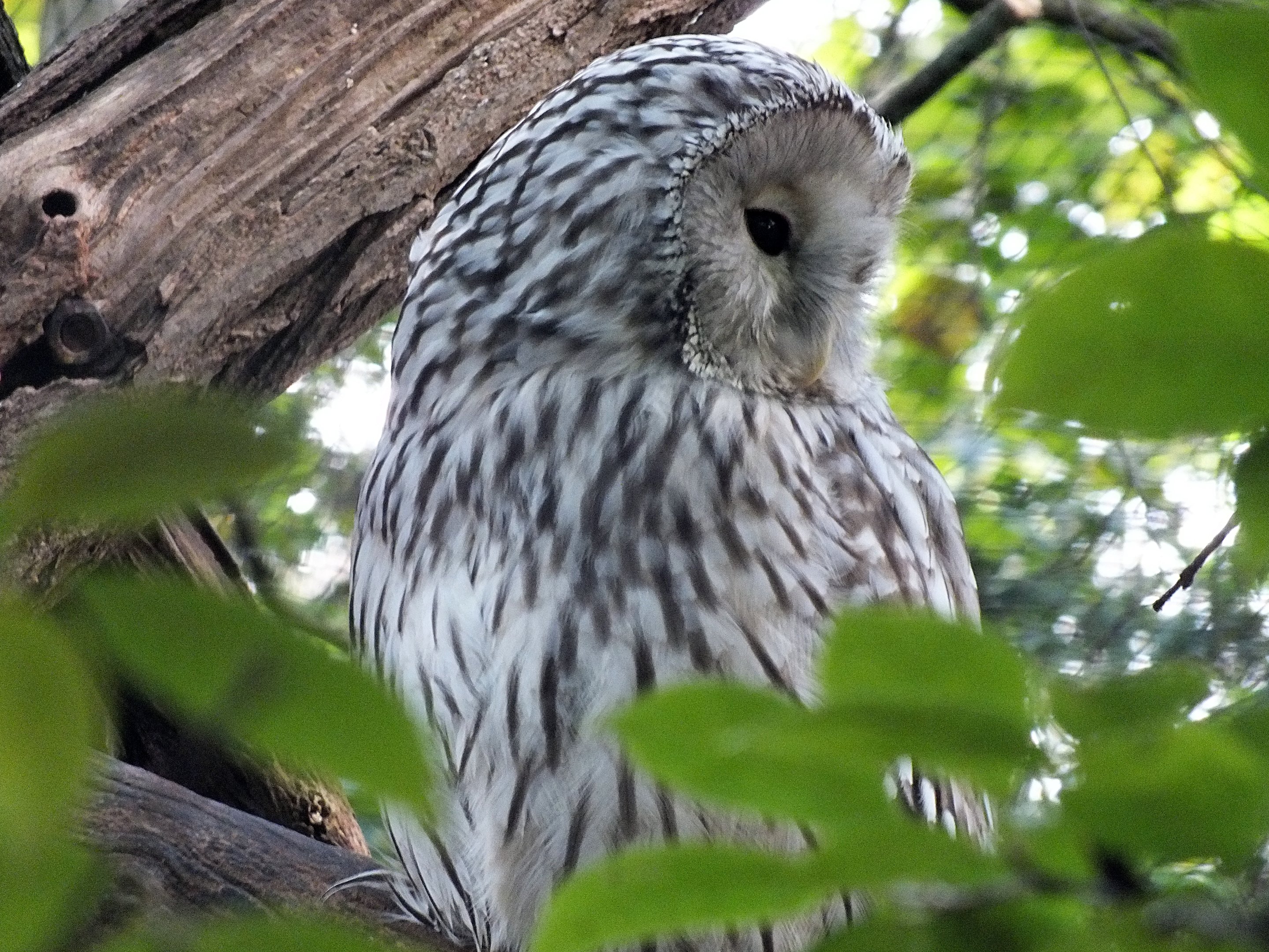 European Ural owl