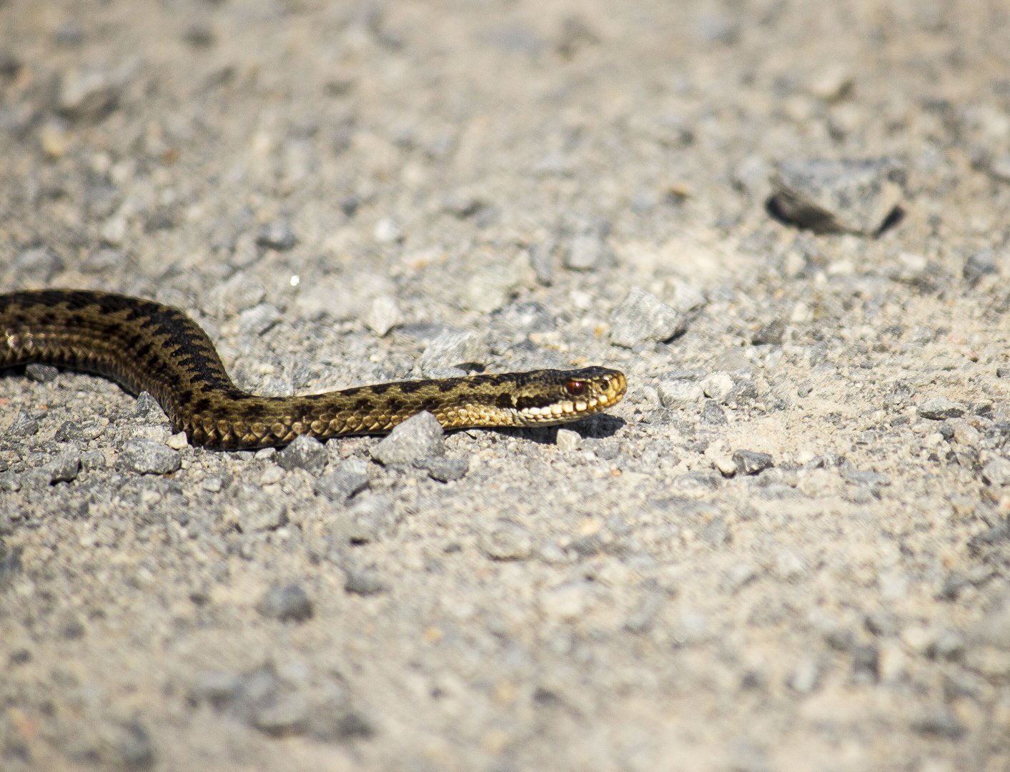 European viper, Vipera berus