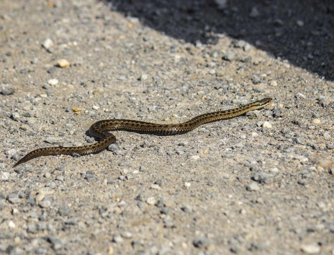 European viper, Vipera berus