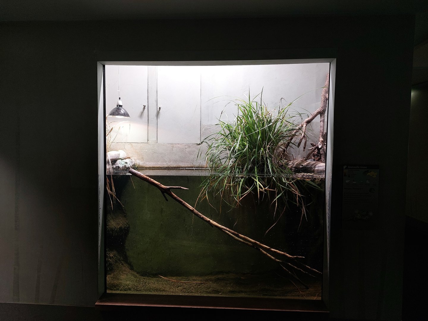 European vivarium - frog tank