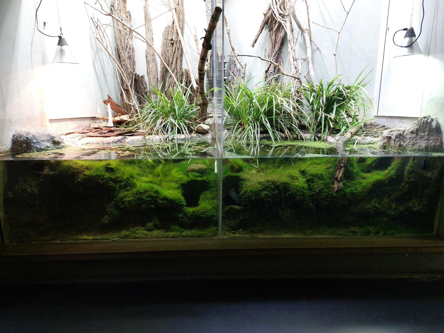European vivarium - frog tanks
