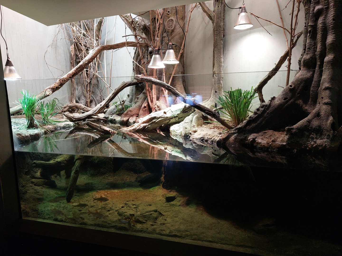 European vivarium - pond turtles