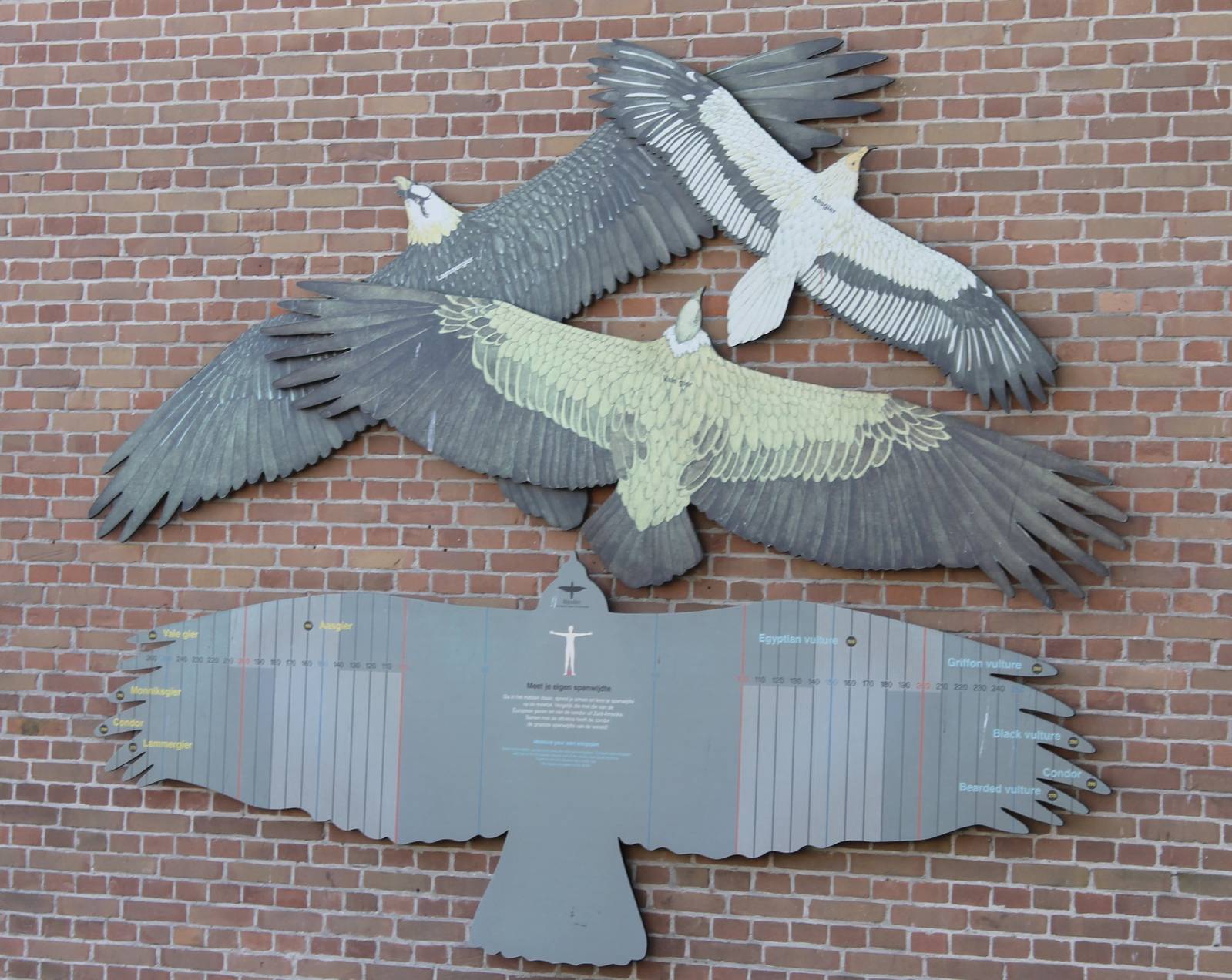 European vulture flight signs