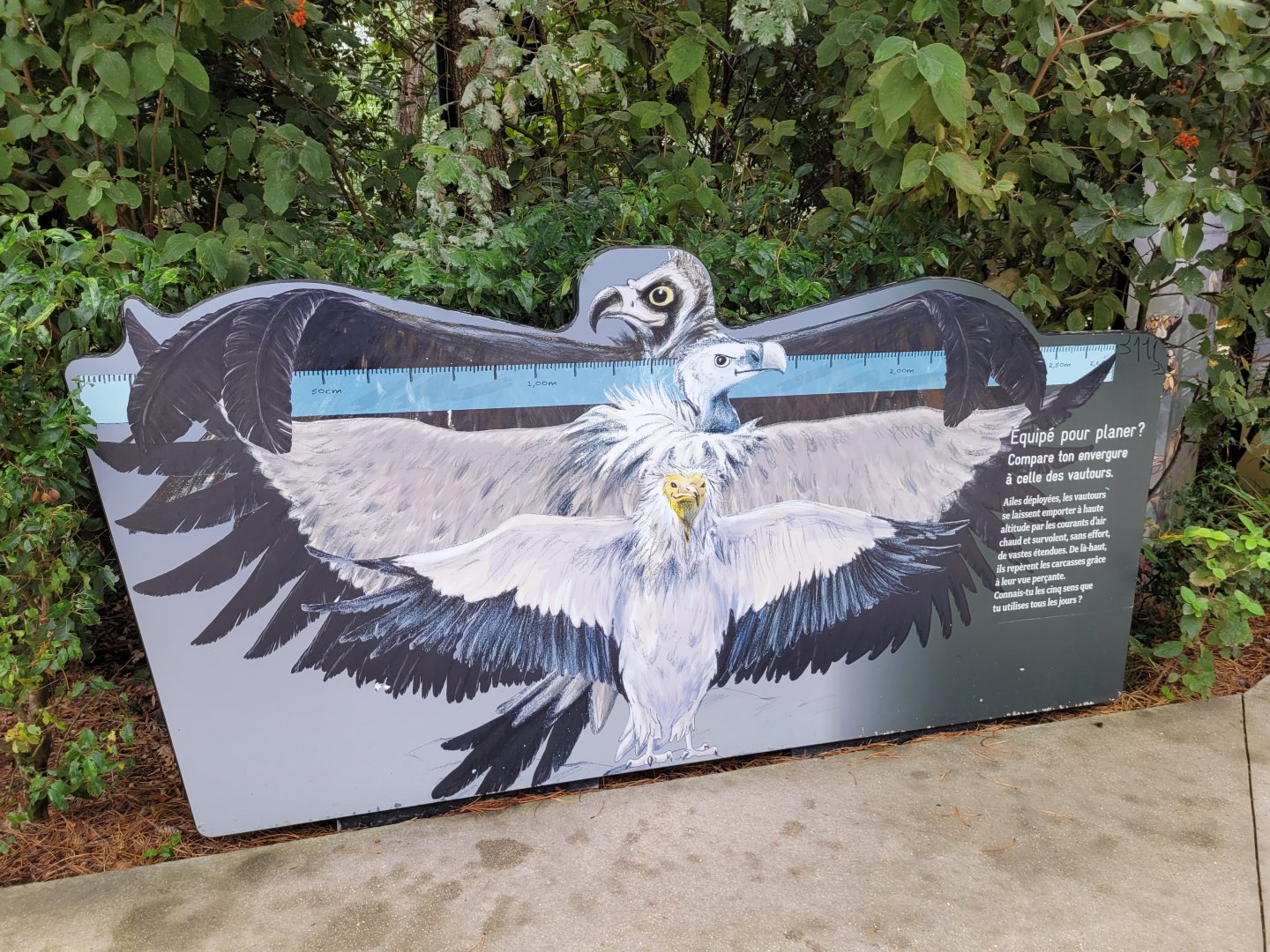 European vulture measurment sign -Parc Zoologique de Paris (2022)