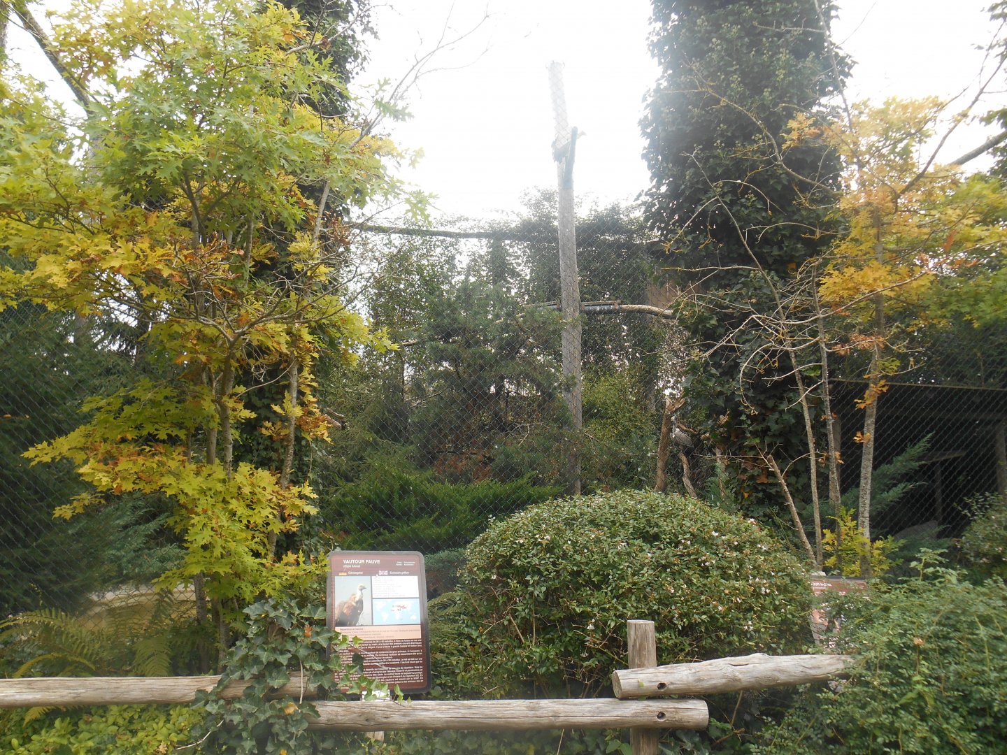European Vultures Aviary