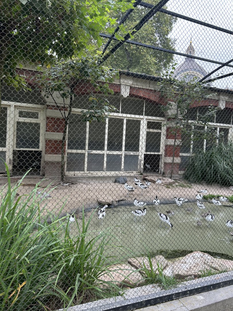 European wader aviary