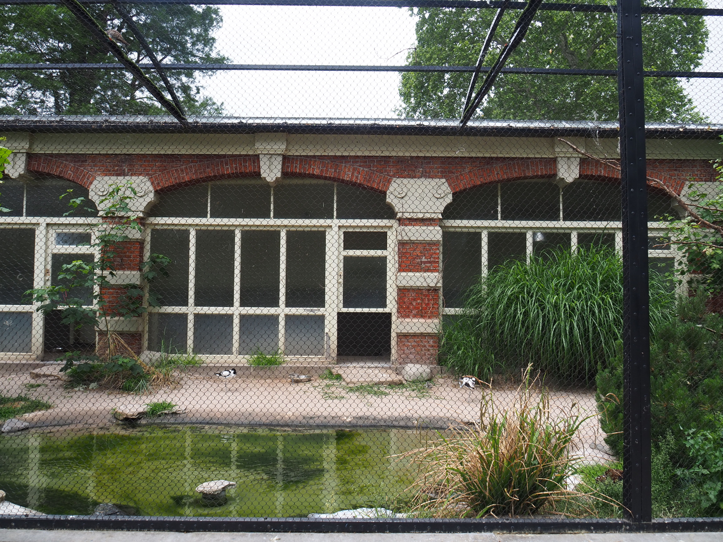European wader bird aviary, 2020-05-24