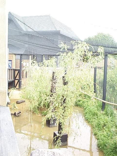 European wading bird aviary