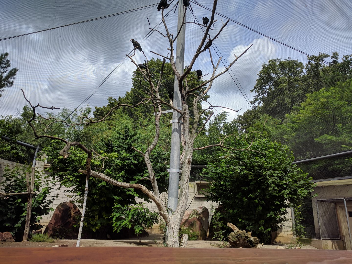 European Walkthrough Aviary