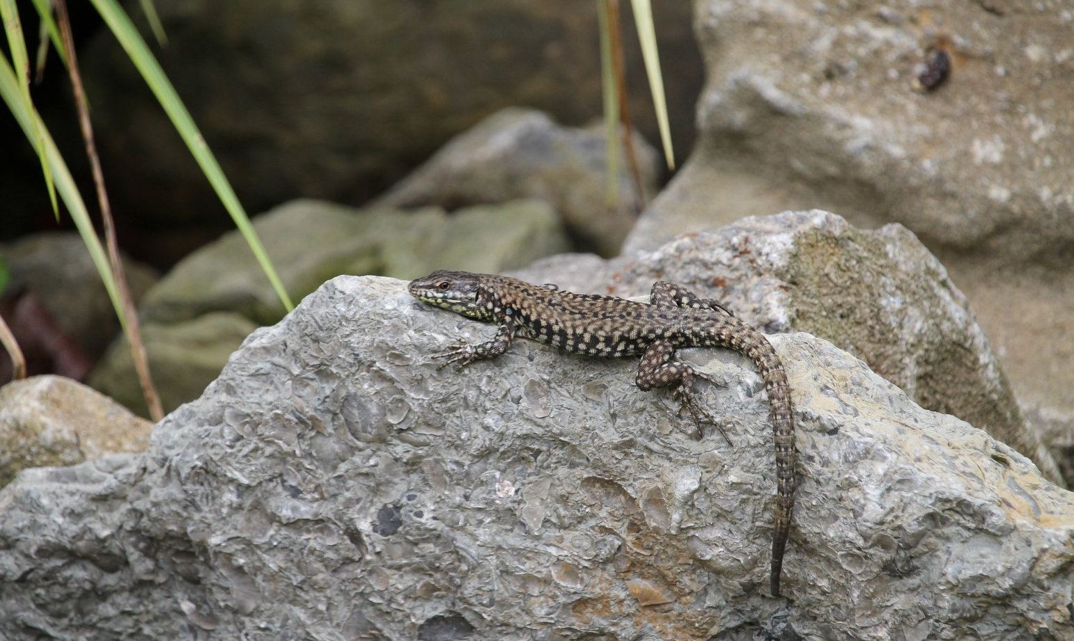 European wall lizard (Podarcis muralis)