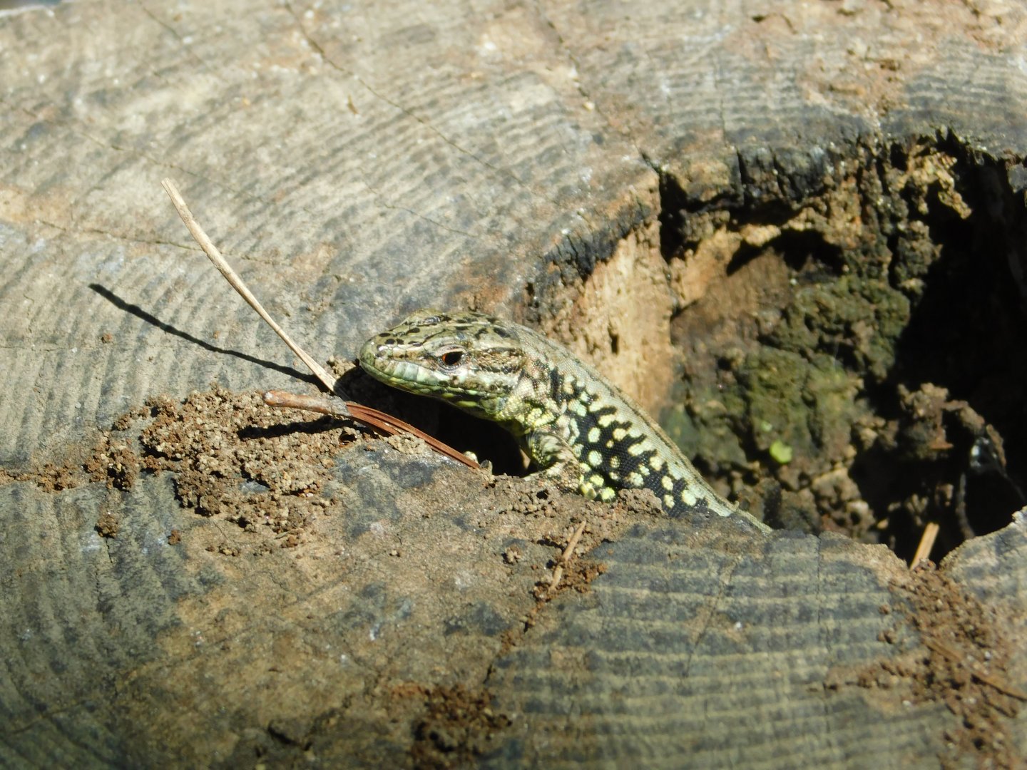 European Wall Lizard