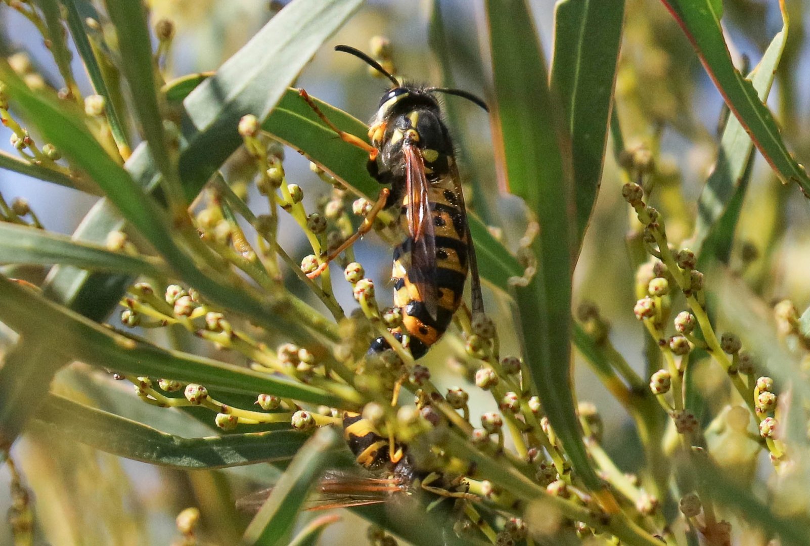 European Wasp (Vespula germanica)