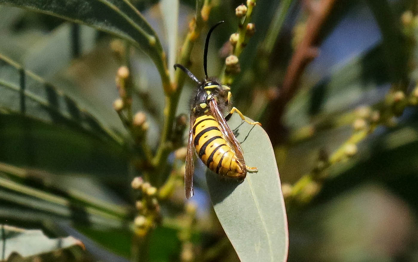 European Wasp (Vespula germanica)