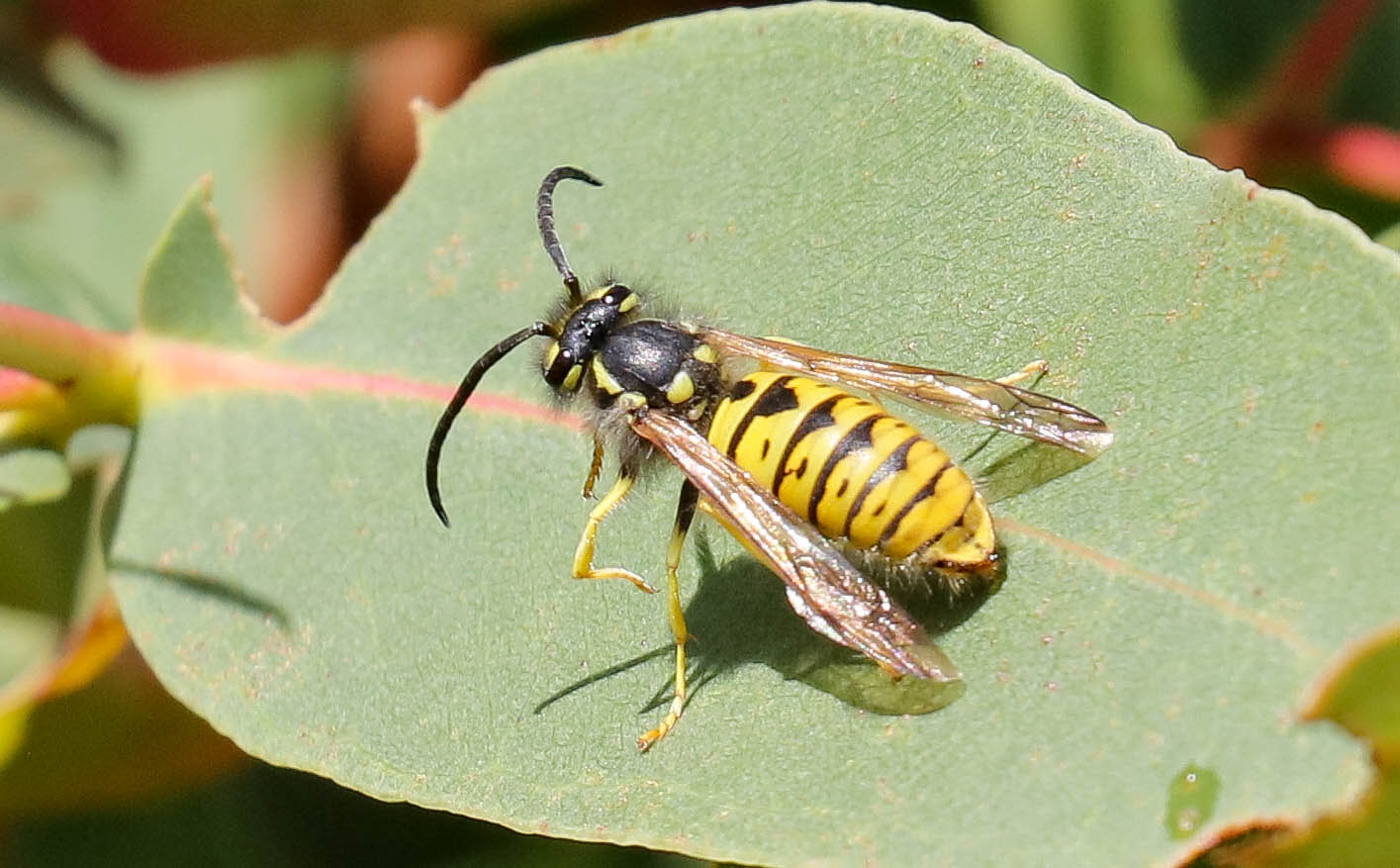 European Wasp (Vespula germanica)