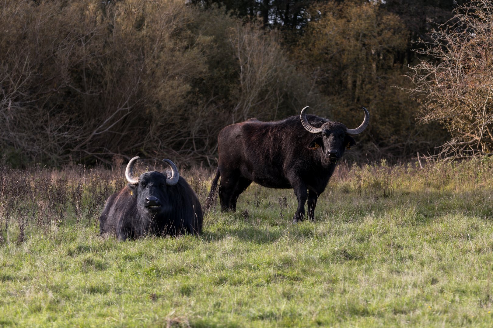 European Water Buffalo (Rocket and Slice) / Watatunga / 7-11-23
