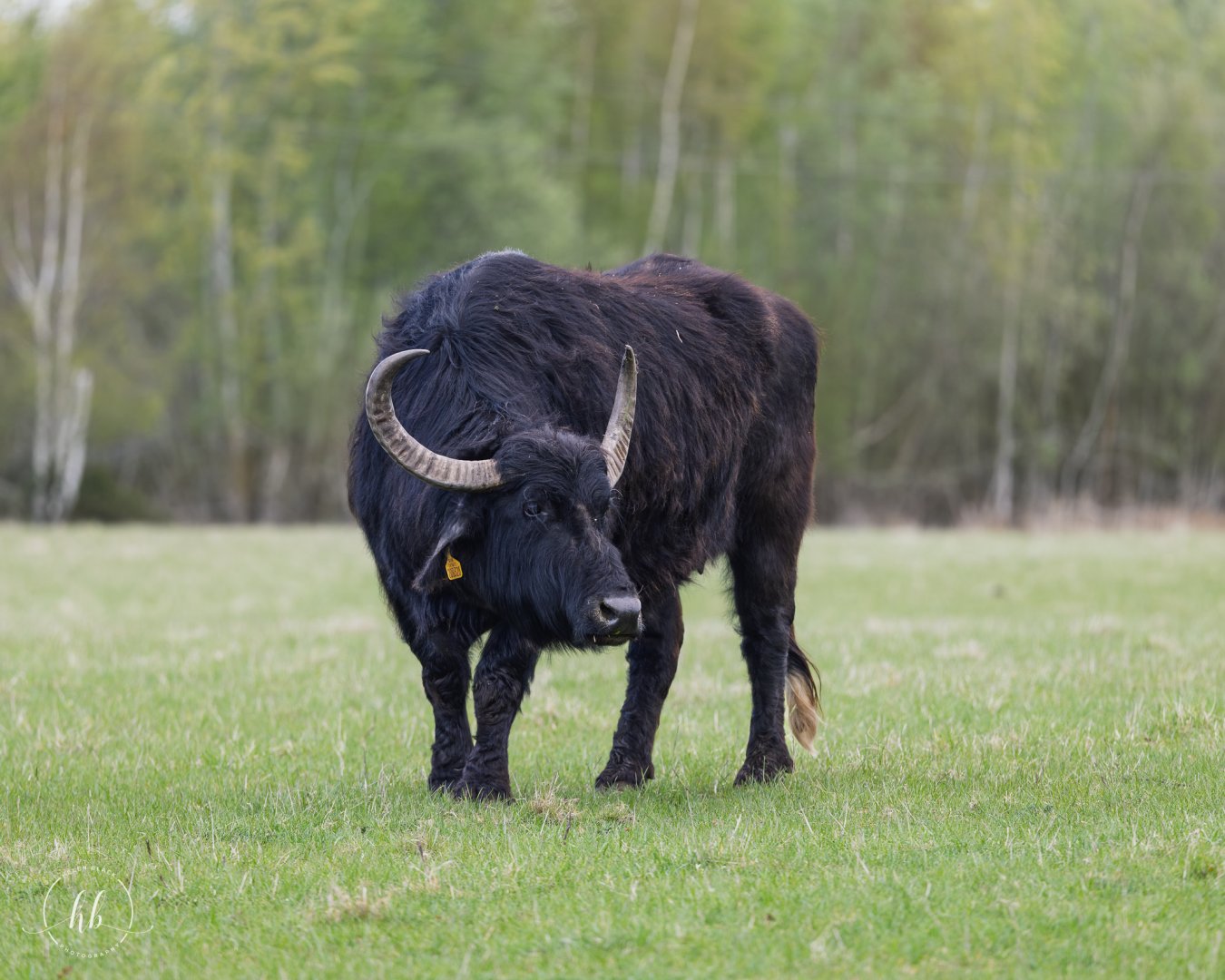 European Water Buffalo (Slice) / Watatunga / 16-4-25