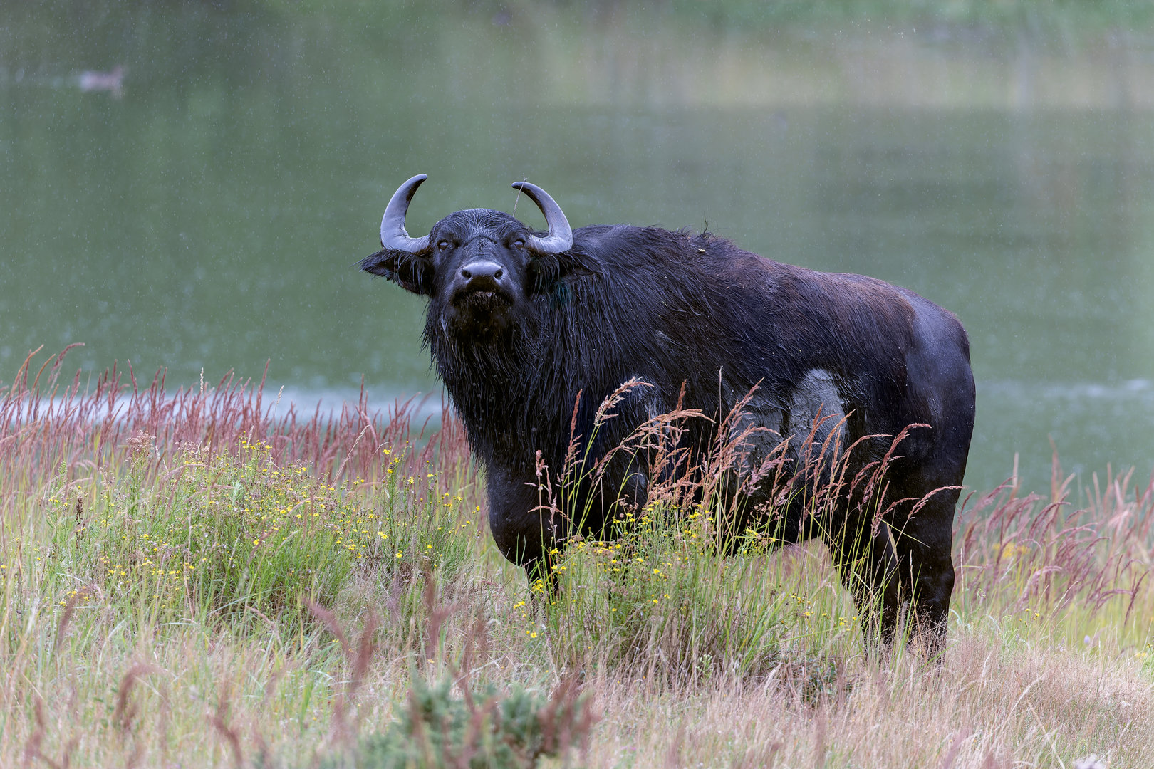 European Water Buffalo / Watatunga / 30-7-23