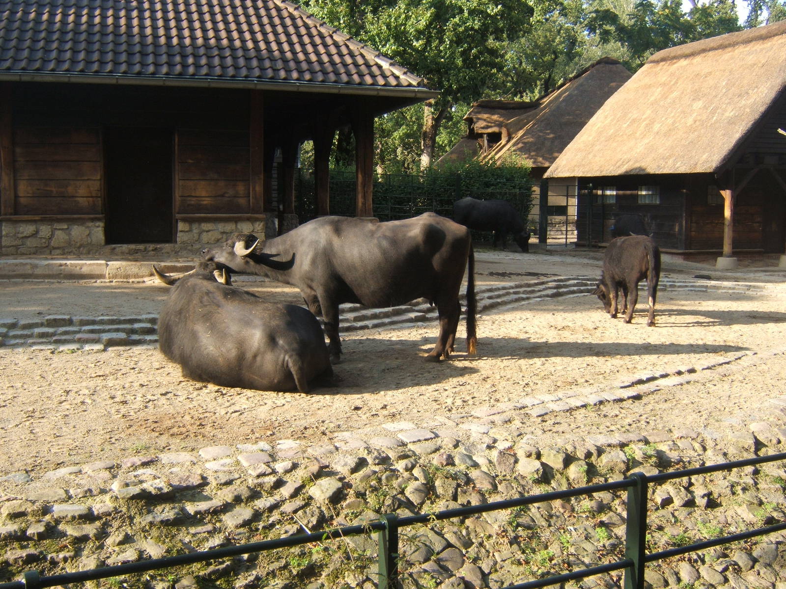 European Water Buffalo
