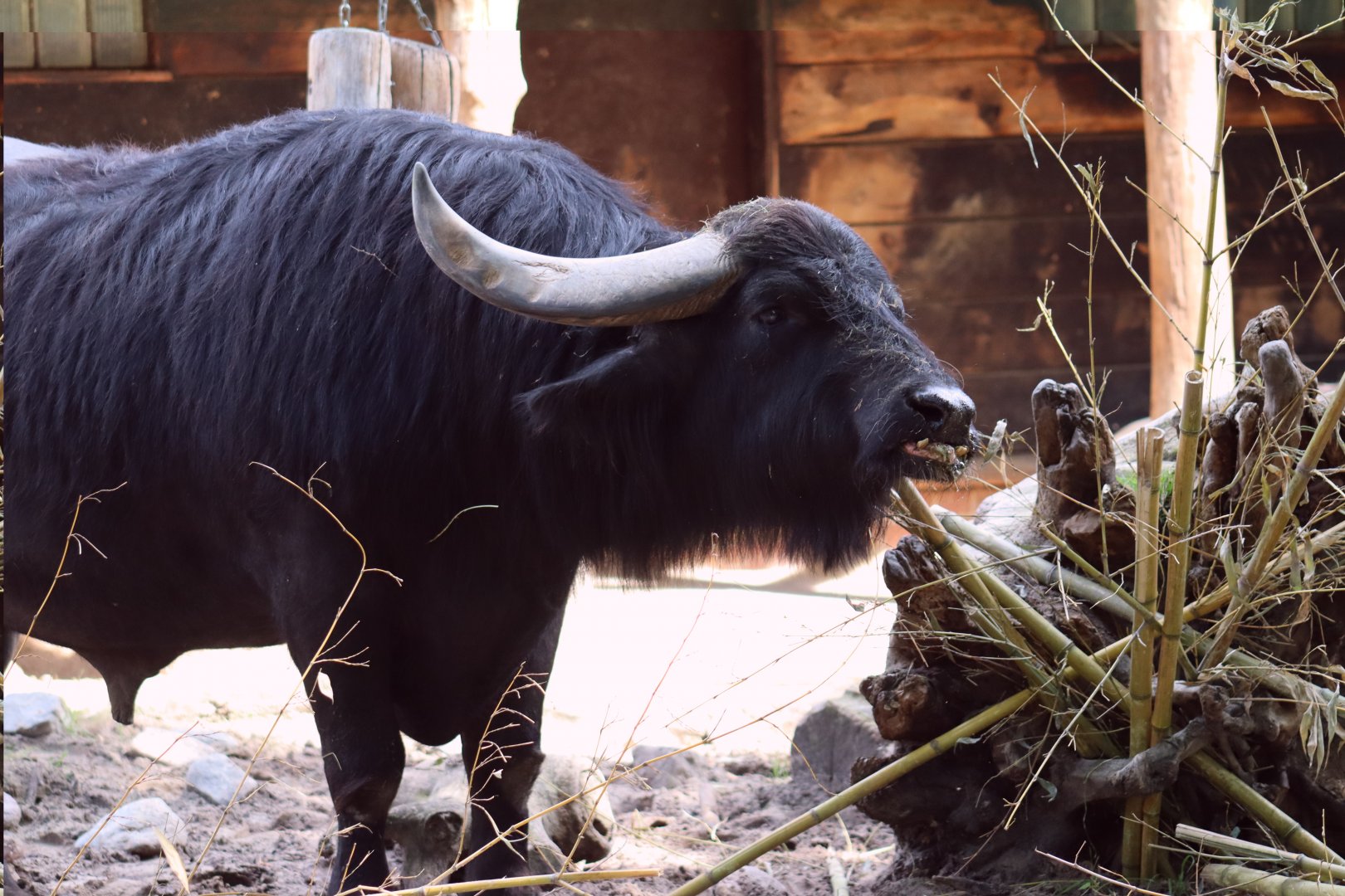 European Water Buffalo