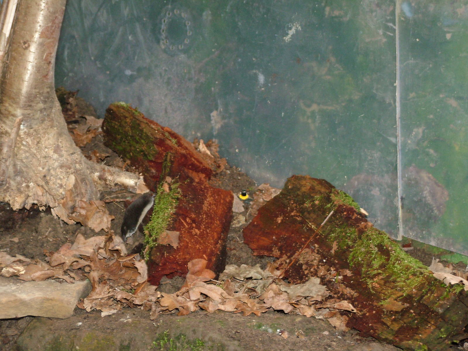 European Water Shrew at the British Wildlife Centre 14/03/10