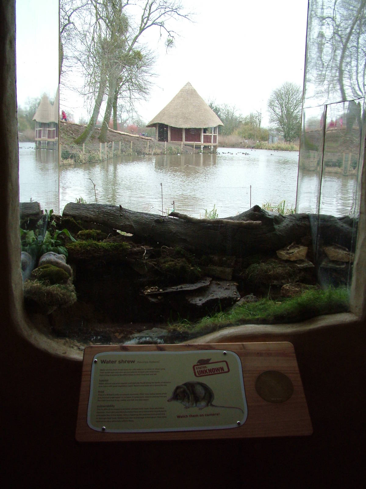 European Water Shrew exhibit at Slimbridge 06/02/10