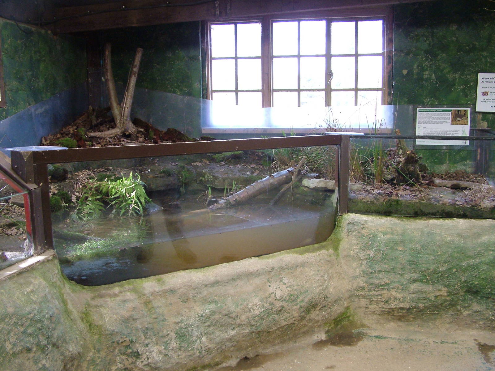 European Water Shrew exhibit at the British Wildlife Centre 14/03/10