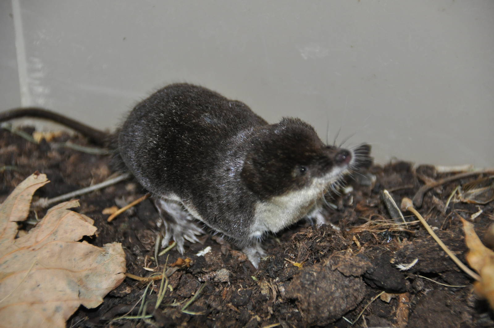 European water shrew/ Neomys fodiens