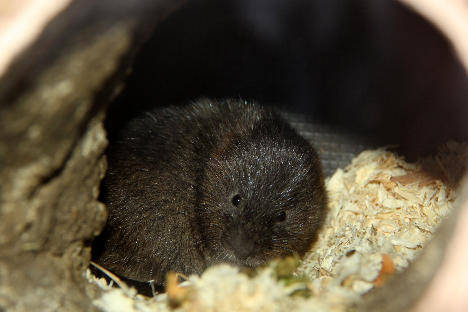 European water vole (Arvicola amphibius)
