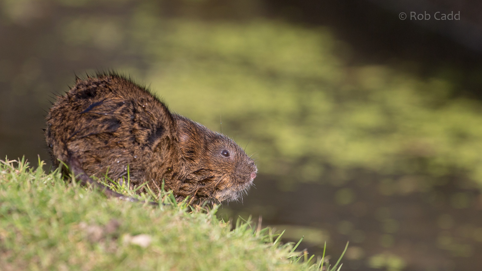 European water vole : British Wildlife Centre : 05 Oct 2018