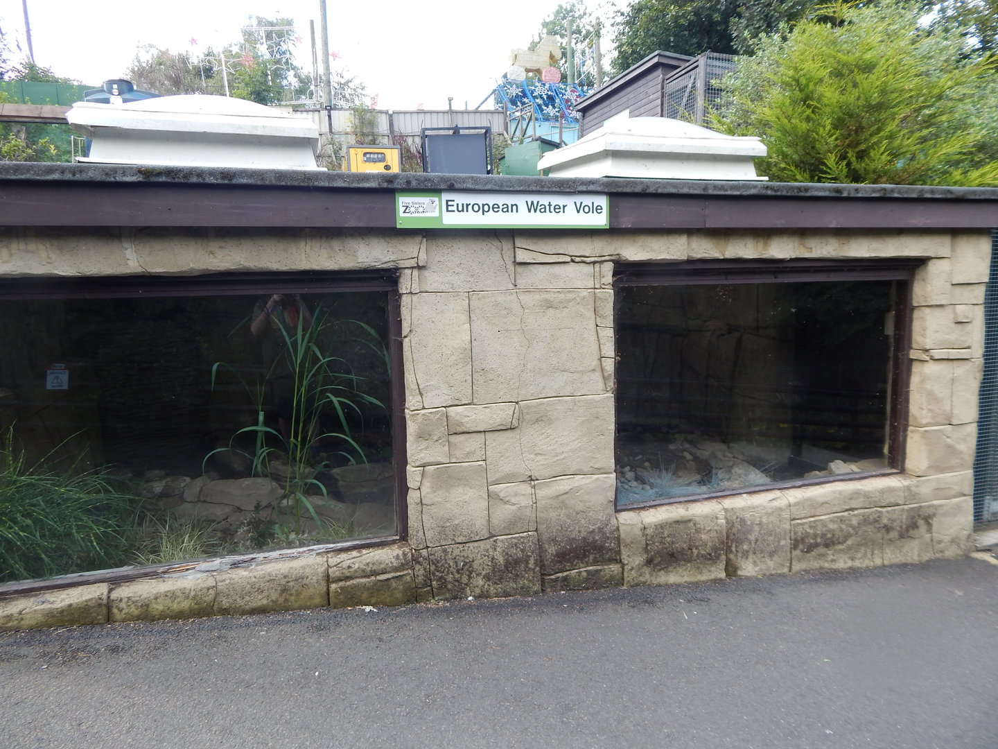 European water vole exhibit 200922