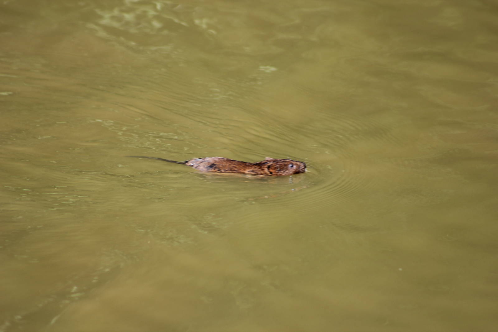 European water vole
