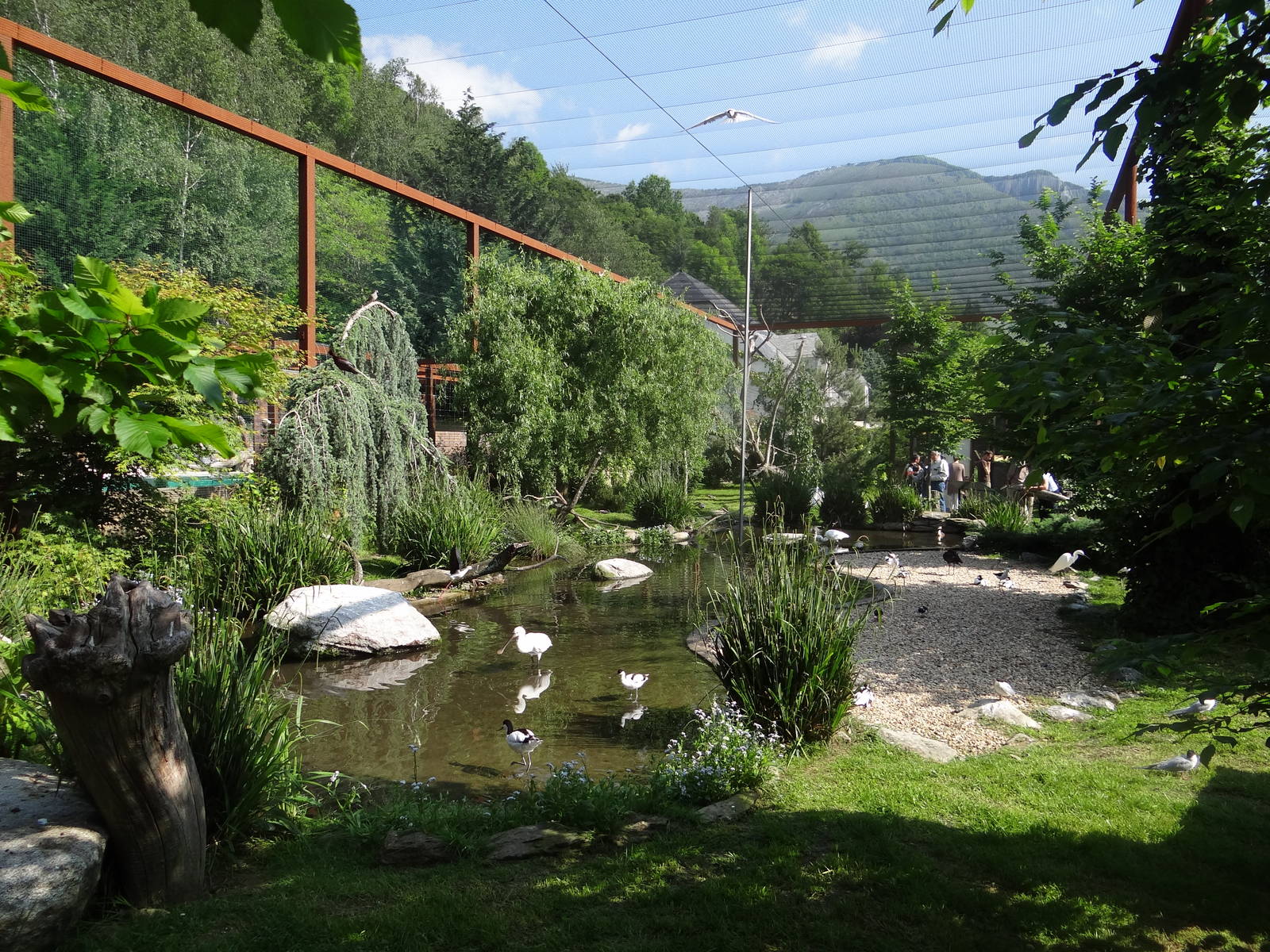 European waterfowl walkthrough aviary (30 species)