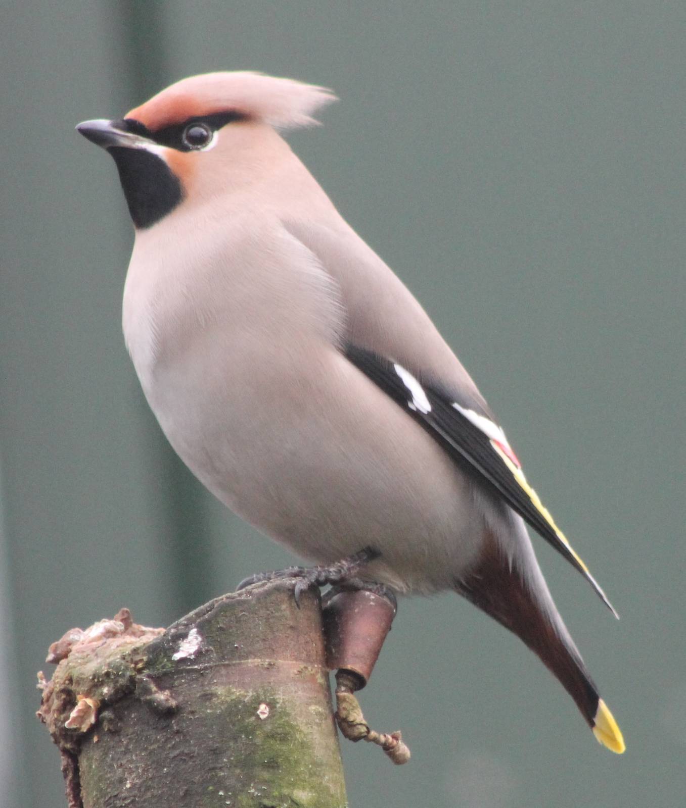 European waxwing